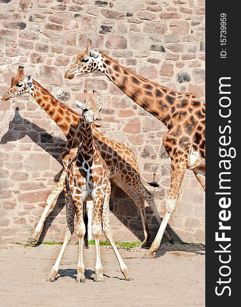 Three Giraffes in the zoo