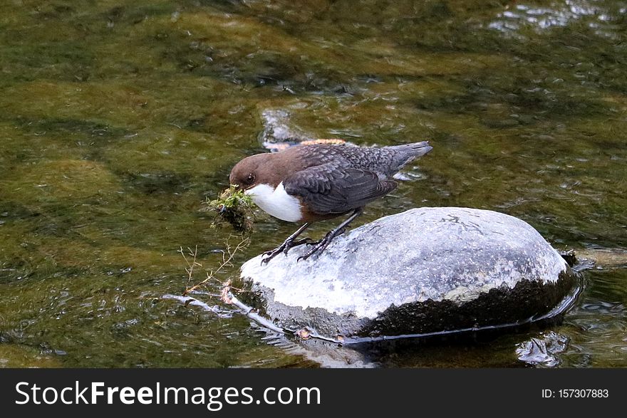 White-throated Dipper, Cinclus Cinclus