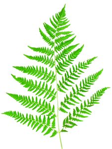 Young Green Fern Leaf Stock Images