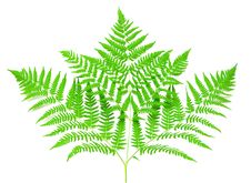 Young Green Fern Leaf Stock Photography Young Green Fern Leaf Stock Photography