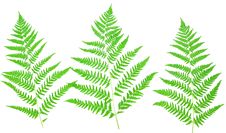 Young Green Fern Leaf Stock Photo Young Green Fern Leaf Stock Photo