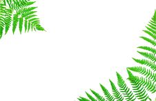 Young Green Fern Leaf Stock Photo Young Green Fern Leaf Stock Photo