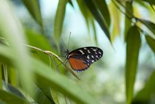 Butterfly Resting In The Forest Royalty Free Stock Photo