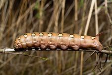 Larva Of A Bedstraw Hawkmoth Stock Photos