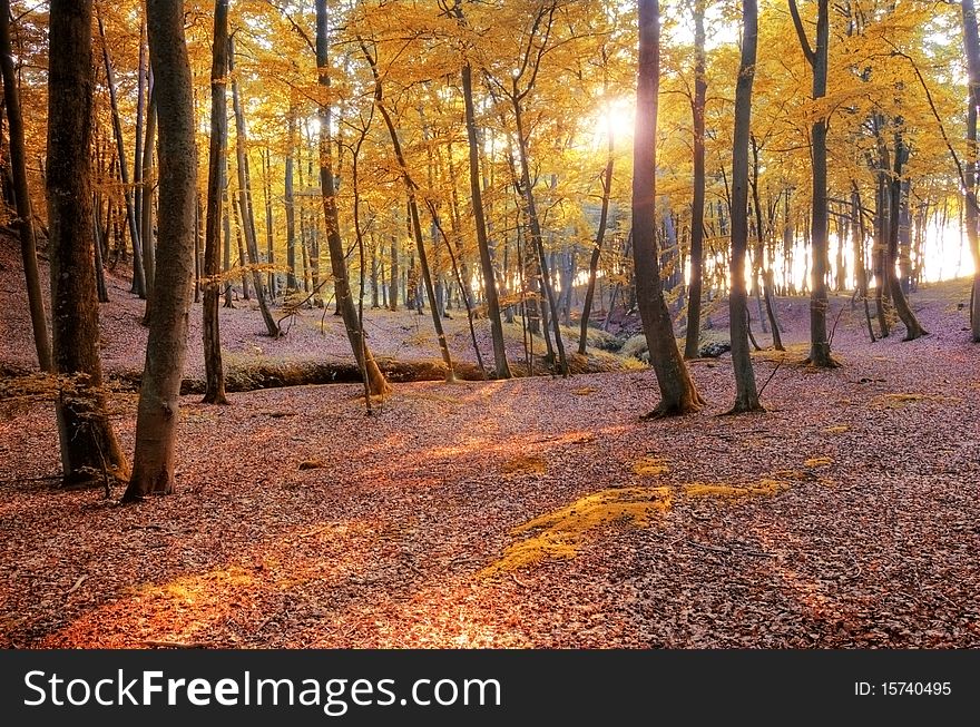 Autumn scenery. Beautiful gold fall in forest.