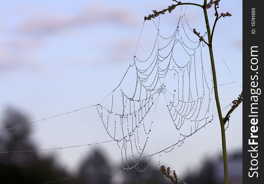 Web in drops of dew in the morning