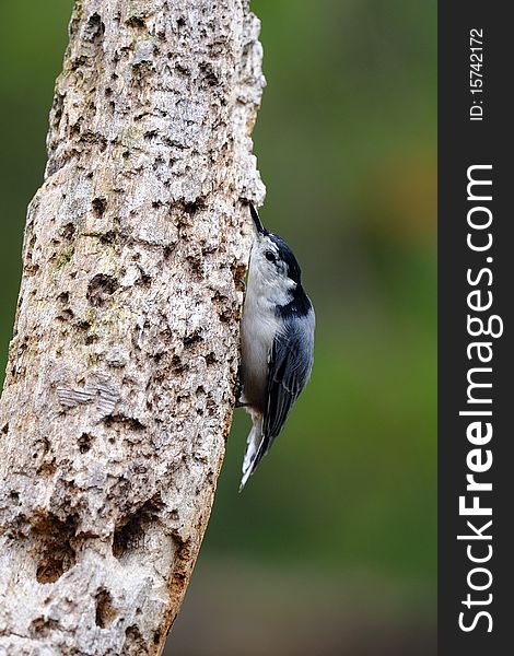 Photo of a Nuthatch pressing close to a tree to avoid a predator. Photo of a Nuthatch pressing close to a tree to avoid a predator