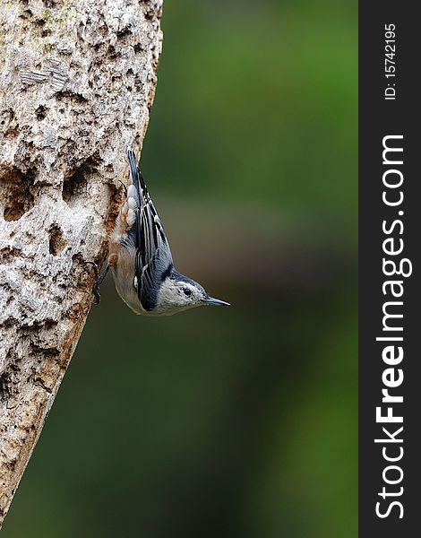 Photo of a Nuthatch clinging to a tree. Photo of a Nuthatch clinging to a tree