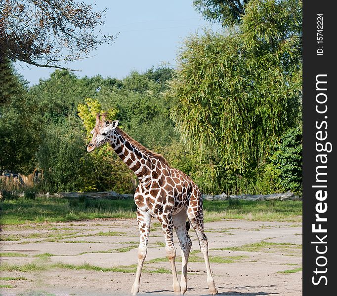 Baby Giraffe in the zoo