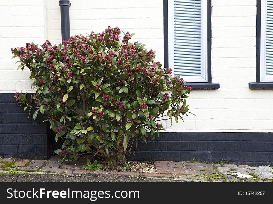 Cozy corner. Big bush nearby white wall. Cozy corner. Big bush nearby white wall