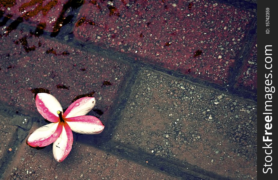 A flower is floating in a puddle after heavy rains. Background of a bricked walkway underneath. A flower is floating in a puddle after heavy rains. Background of a bricked walkway underneath.