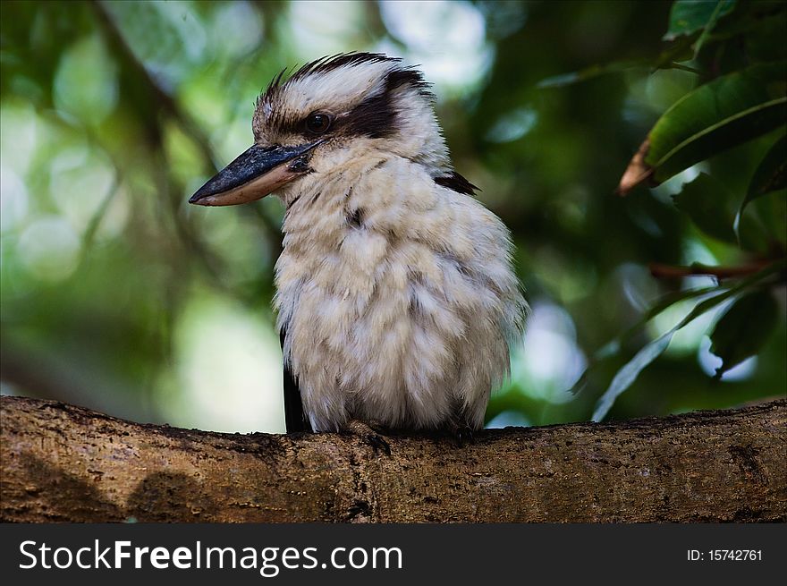 Kookaburra portrait.