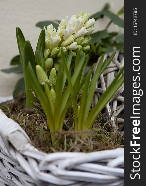 Hyacinth in pot in street shop flower. Hyacinth in pot in street shop flower