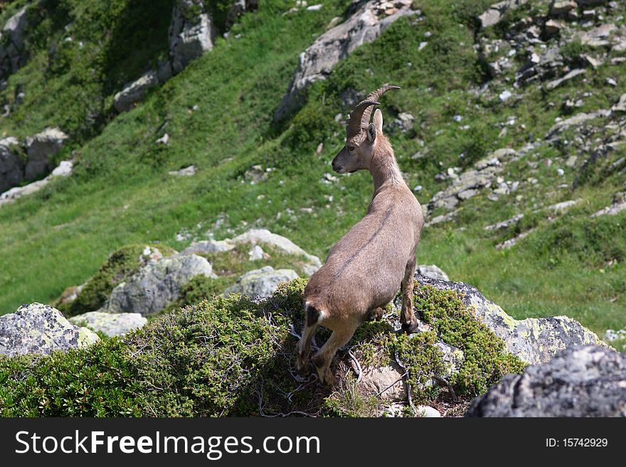 Single wild goat in Alps mountains