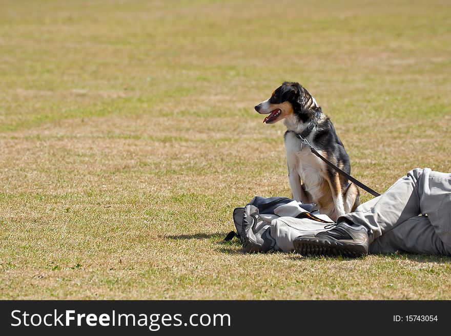Collie dog and owner relaxing in the park. Collie dog and owner relaxing in the park