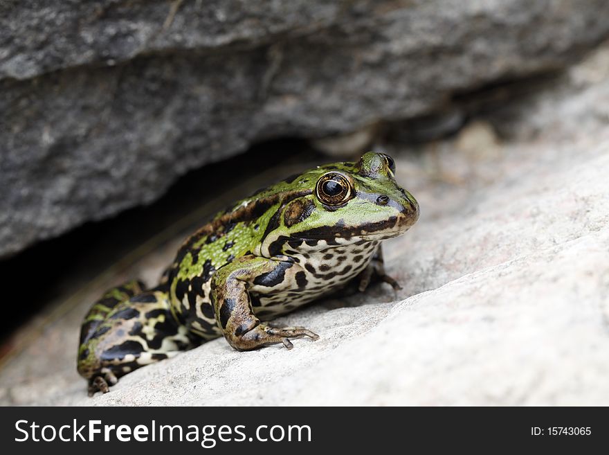 Green frog sitting on the stone