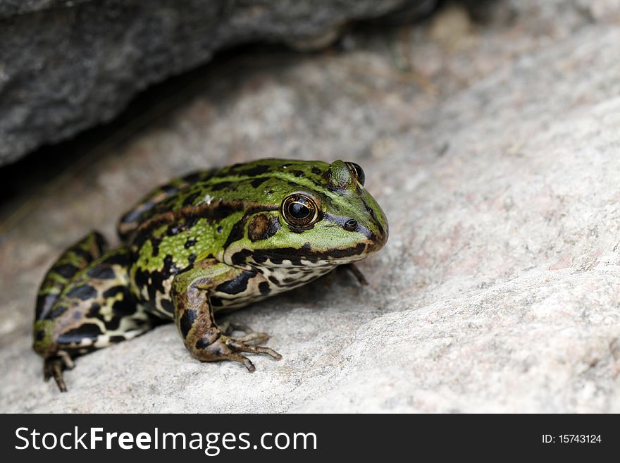 Green frog sitting on the stone