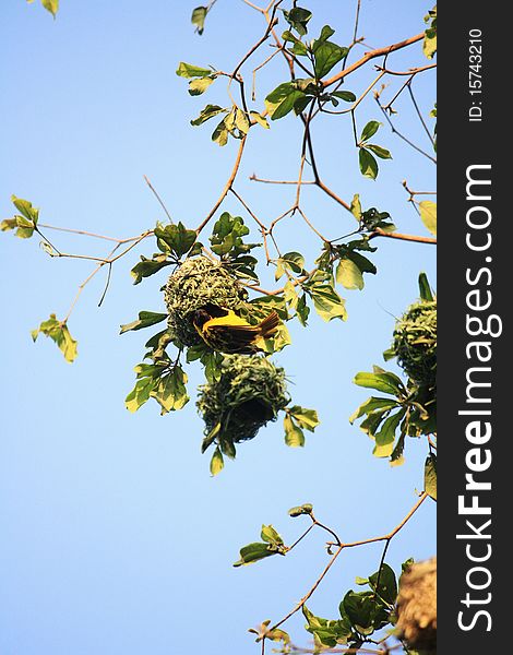 Tropical bird hanging from its nest, district of Meru, Kenya, Africa