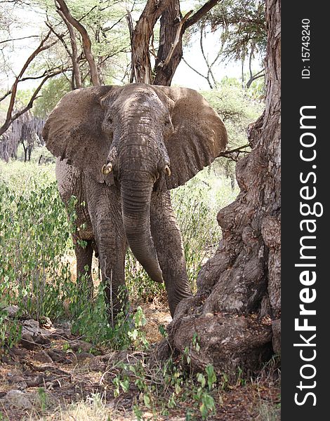 An elephant sitting close to a tree, in Samburu Nature Reserve, Kenya, Africa. An elephant sitting close to a tree, in Samburu Nature Reserve, Kenya, Africa