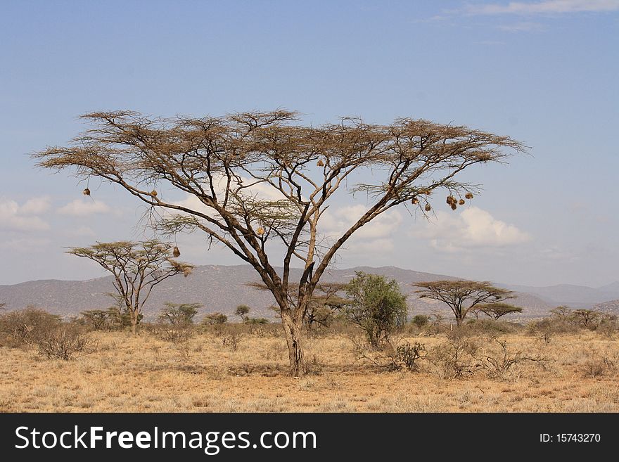 Topical tree in the middle of nowhere, National Reserve, Kenya, Africa