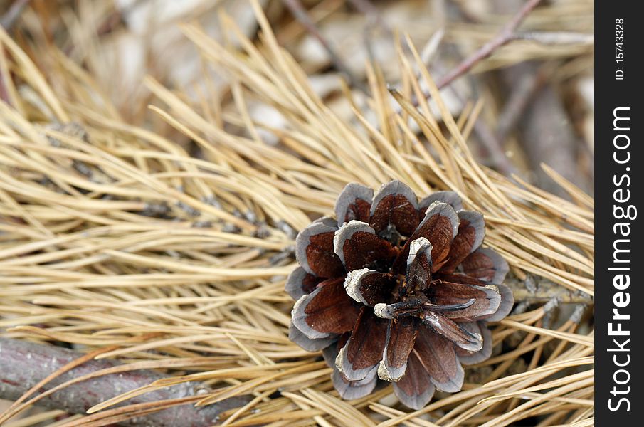 Pine cone