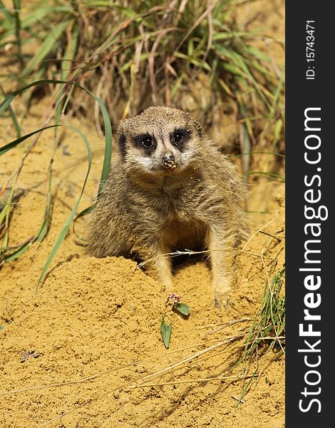 Animals: Meerkat laying in the sand and looking at you