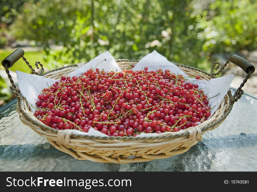 A bowl of freshly picked red currents. A bowl of freshly picked red currents.