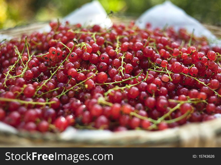 A bowl of freshly picked red currents. A bowl of freshly picked red currents.