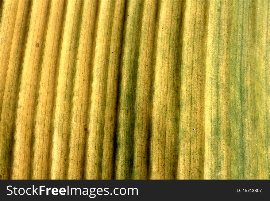 This is a banana leaf it's in the garden.