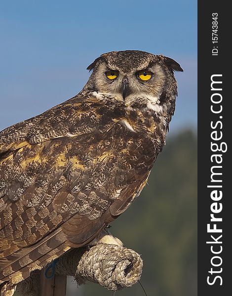 Close-up of a brown spotted owl at vancouver