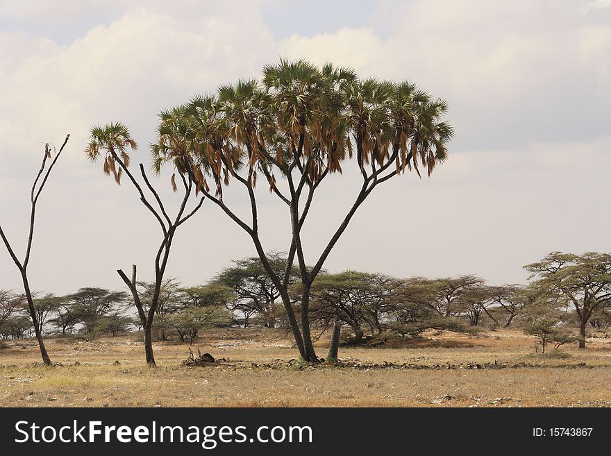 Tropical african tree in a National Reserve in Kenya, Africa. Tropical african tree in a National Reserve in Kenya, Africa