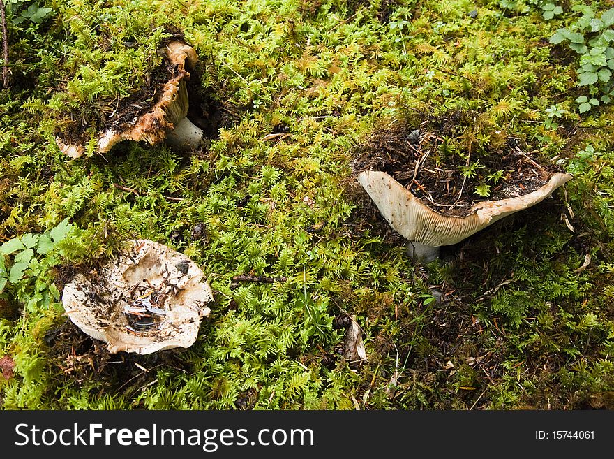 Mushrooms breaking through the moss of coastal rain forest floor, Vancouver Island, British Columbia. Mushrooms breaking through the moss of coastal rain forest floor, Vancouver Island, British Columbia
