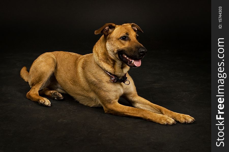 Dog in basic position and dark background.