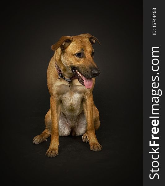 Dog in sitting position and dark background.