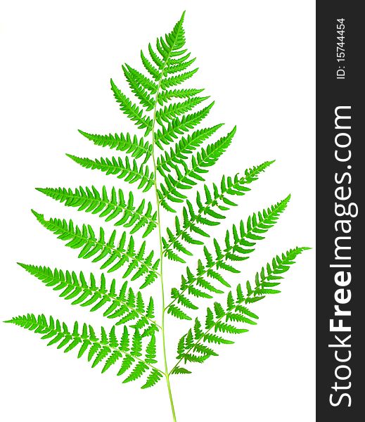 Young Green Fern Leaf