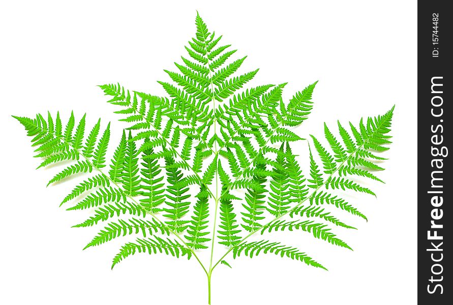 Young green fern leaf