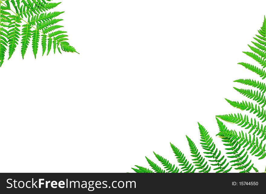 Young green fern leaf against white background