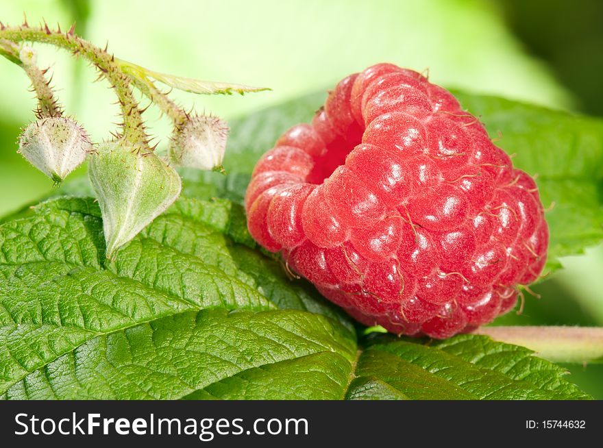 Fresh raspberry on the leaf