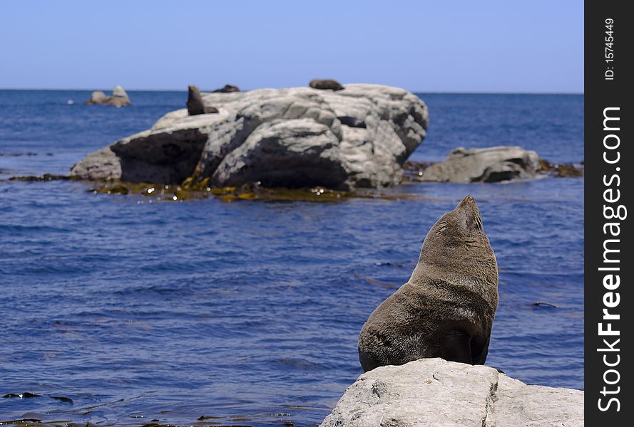 Seal sitting in the sunshine and rocks by the sea. Seal sitting in the sunshine and rocks by the sea