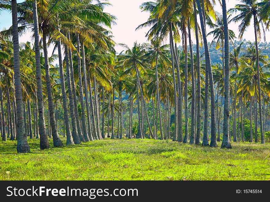 Palms on the beach