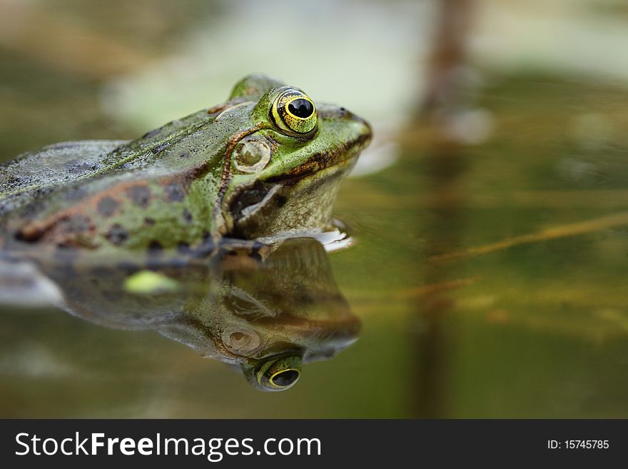 A frog is sitting in a pond