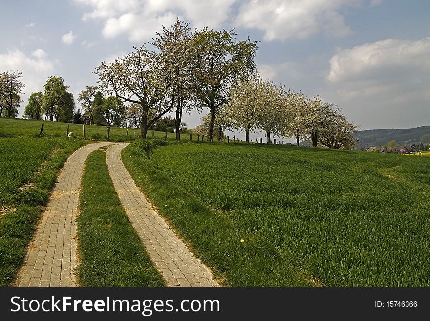 Footpath With Cherry Trees In Hagen, Germany