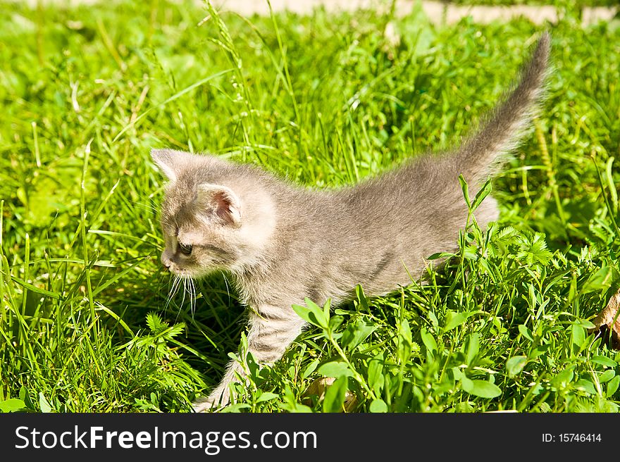 Little kitten playing on the grass close up