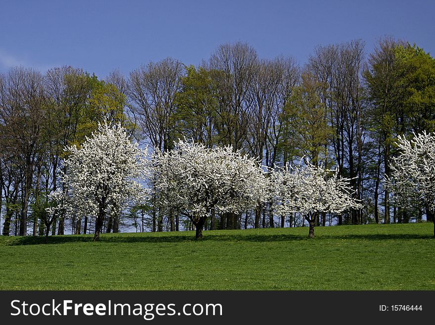 Cherry Trees In Spring, Hagen, Germany