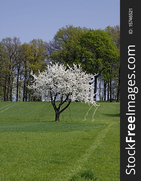 Cherry tree in spring, Hagen, Lower Saxony, Germany, Europe. Cherry tree in spring, Hagen, Lower Saxony, Germany, Europe