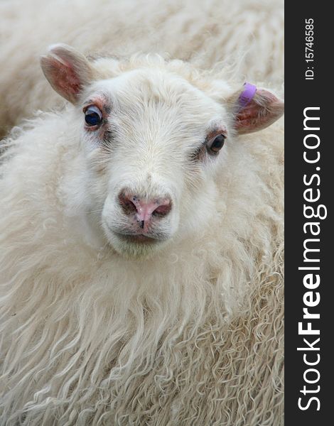 Close-up on a white sheep head. Close-up on a white sheep head