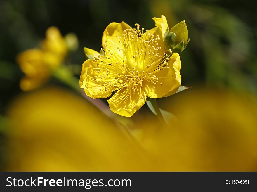 Irish Tutsan (Hypericum pseudohenryi) also St. Johns Wort flower, Germany, Europe