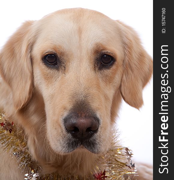 Beautiful dog with tinsel looking at the camera. Beautiful dog with tinsel looking at the camera