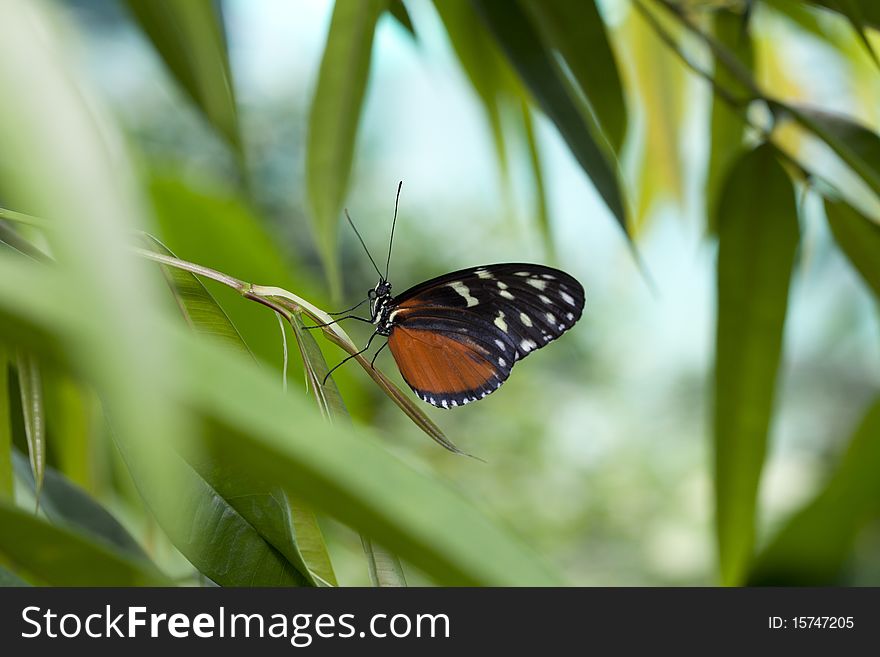 A black, white and orange butterfly is resting on a green leaf. A black, white and orange butterfly is resting on a green leaf.