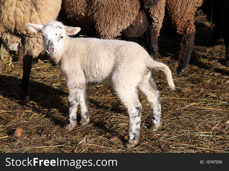 Cute newborn lamb - only 4 days old - in Germany